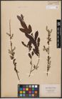 Foto von Salix aurita L. x Salix purpurea L.
